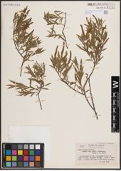 Foto von Salix exigua Nutt.